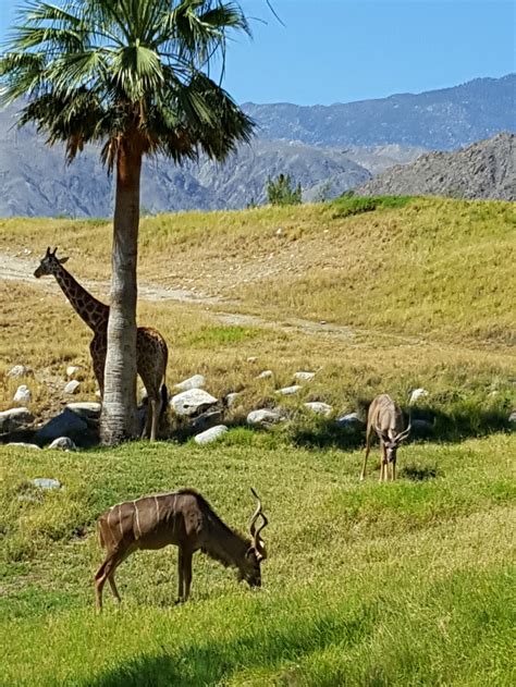 Living desert palm desert - If you’d like to learn more about gifts of $5,000 or more or receive a briefing and tour of The Living Desert, please contact us at development@livingdesert.org, or call (760) 346-5694. The Living Desert is a 501 (c)3 non-profit organization. …